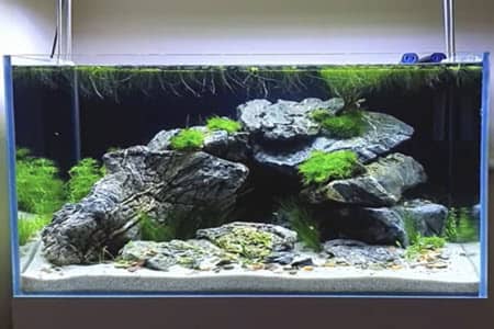 55 gallon fish outlet tank decorations