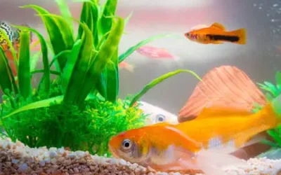 Can Goldfish And Platies Live Together?