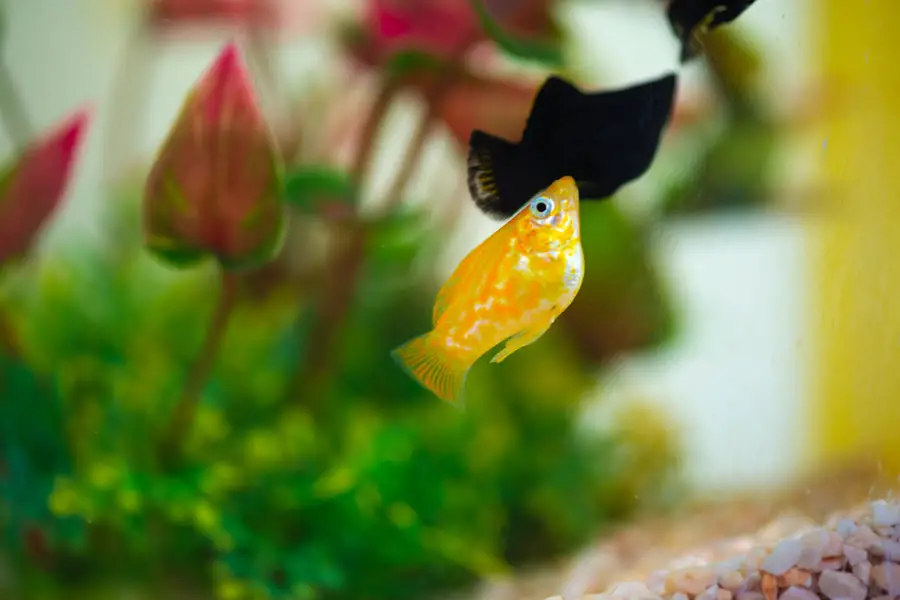 Why Is My Molly Fish Eye Bulging (Popeye)?