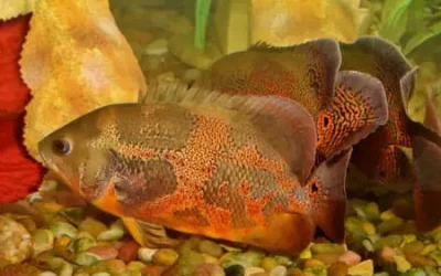 Why Is My Oscar Fish Laying On Its Side?