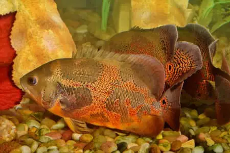 Why Is My Oscar Fish Laying On Its Side?