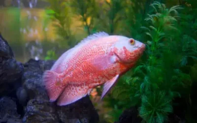 Why Is My Oscar Fish Twitching And How To Prevent Them?
