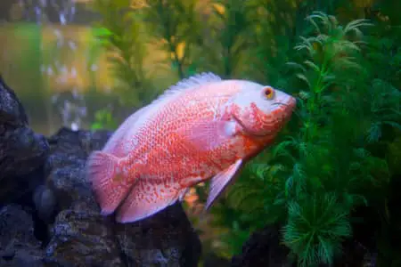a Oscar fish twitching
