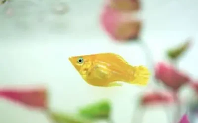How To Know If Your Molly Fish About To Give Birth?