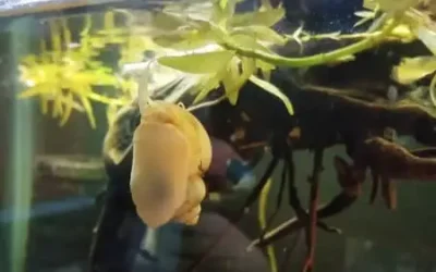 Why Does My Mystery Snail Keep Coming Out Of The Water?