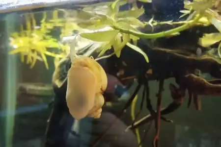 Why Does My Mystery Snail Keep Coming Out Of The Water?