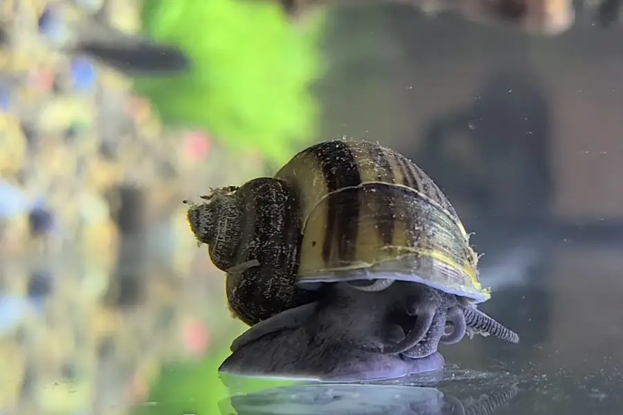 What To Feed Mystery Snails: A Quick Guide