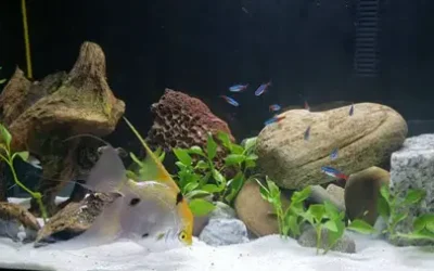 Can Angelfish Live With Neon Tetras?