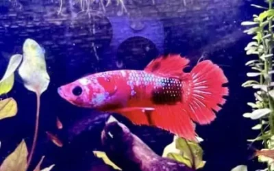 How Long Can A Betta Fish Go Without Food?