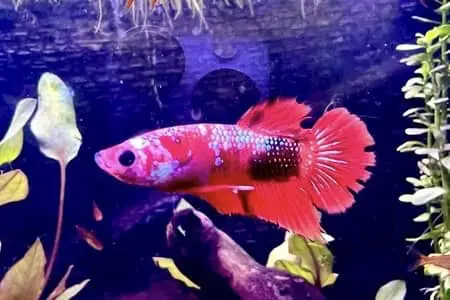How Long Can A Betta Fish Go Without Food?