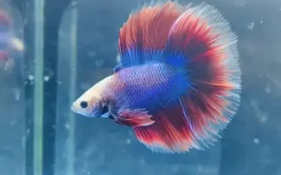 Ich In Betta Fish: Symptoms, Causes, And Treatments