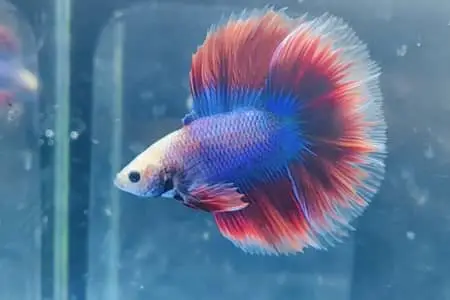 Ich In Betta Fish: Symptoms, Causes, And Treatments