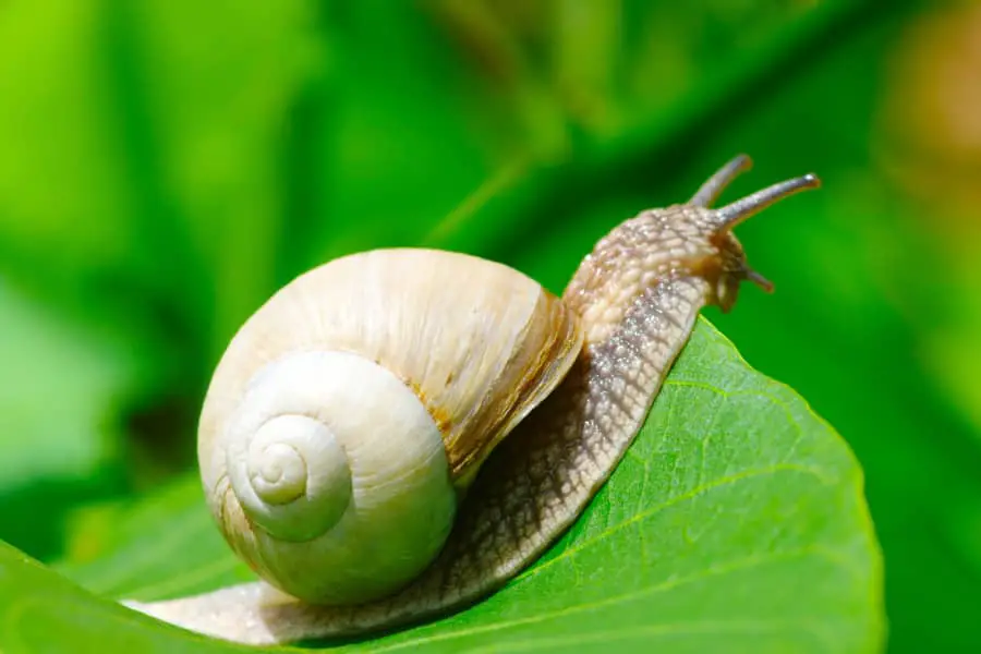what to feed mystery snails 