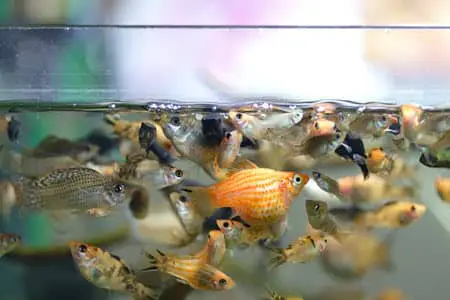 How To Know If Molly Fish Is Pregnant?