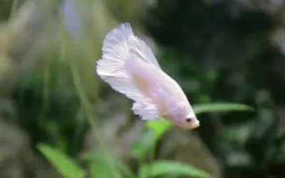 What To Feed Betta Fish: A Quick Guide For Beginners